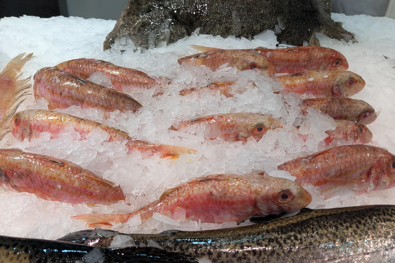Pescado rojizo entre el hielo del mostrador de Sonia