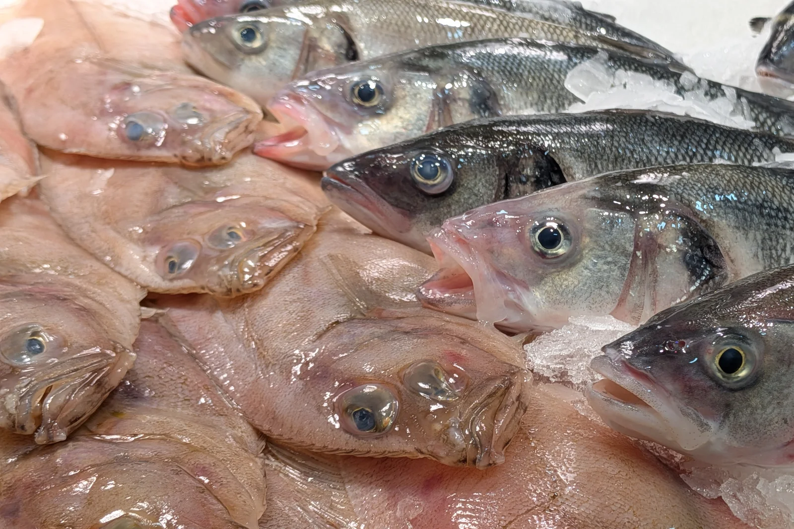 Pescados planos y otras piezas frescas sobre hielo