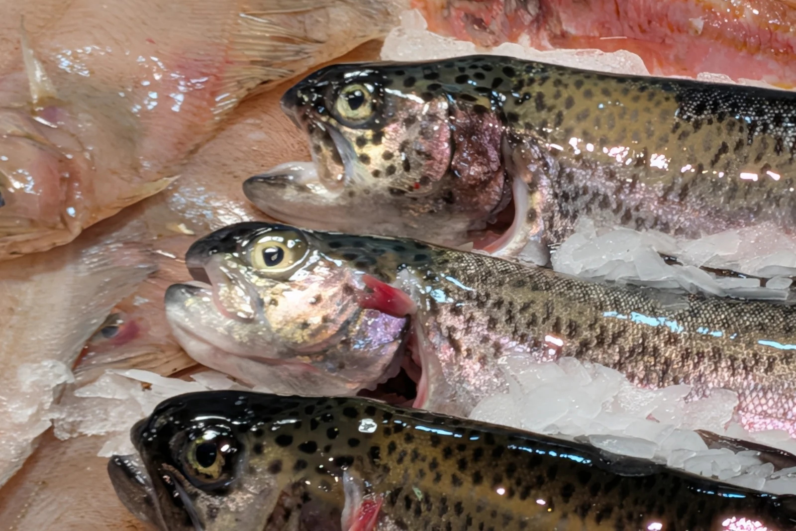 Detalle de truchas sobre hielo en Pescadería Sonia