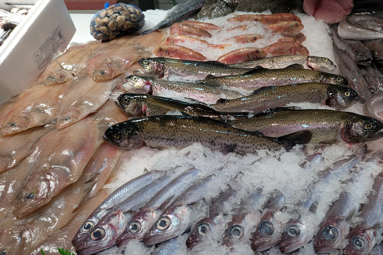 Selección de pescado fresco en el mostrador de Sonia