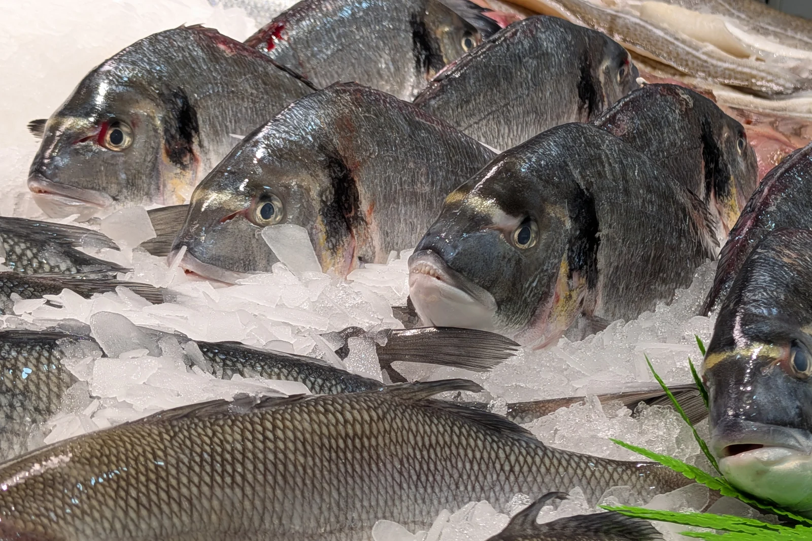 Pescado entero sobre hielo en el mostrador de Sonia